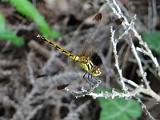 マユタテアカネ♀